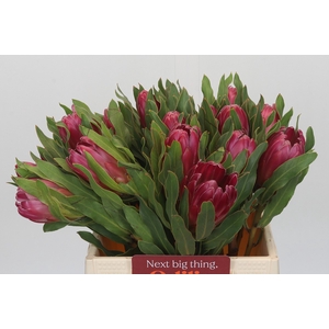 Protea Brenda