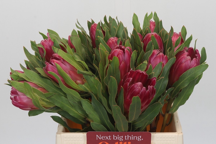 <h4>Protea Brenda</h4>