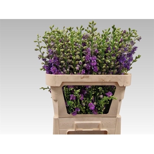 Delph Cons R Q Viole Lilac
