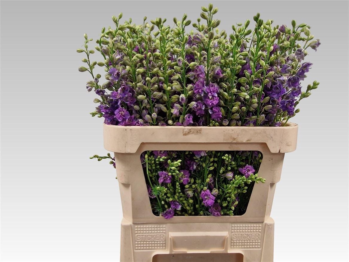 <h4>Cons R Q Viole Lilac</h4>