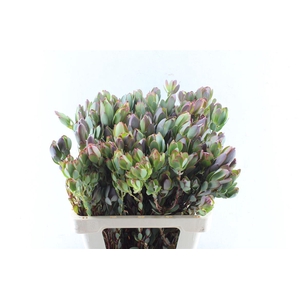 Leucad Discolor Spray