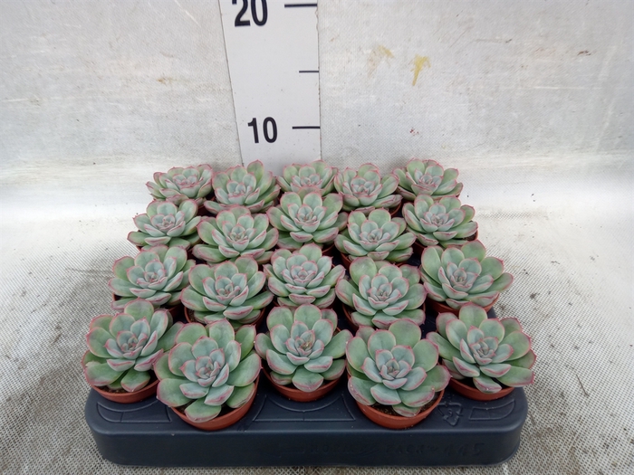 <h4>Echeveria   ...</h4>