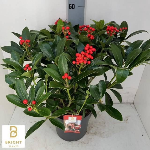 <h4>SKIM J PABELLA</h4>