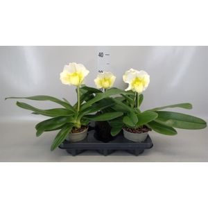 Paphiopedilum american hybride mix