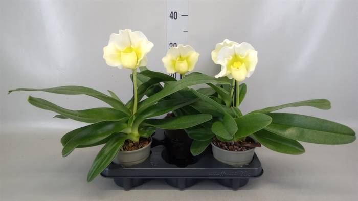 <h4>Paphiopedilum american hybride mix</h4>