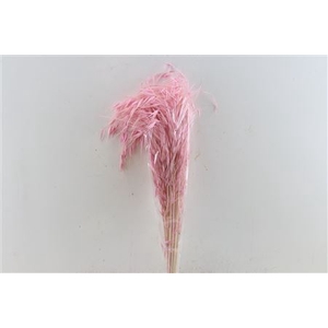 Dried Avena Salv Pink Bunch