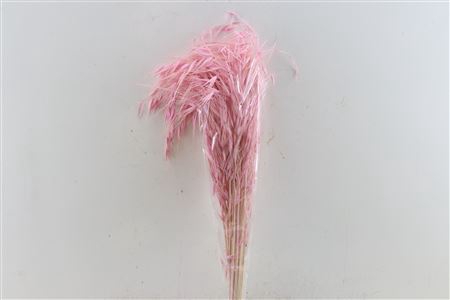 <h4>Dried Avena Salv Pink Bunch</h4>