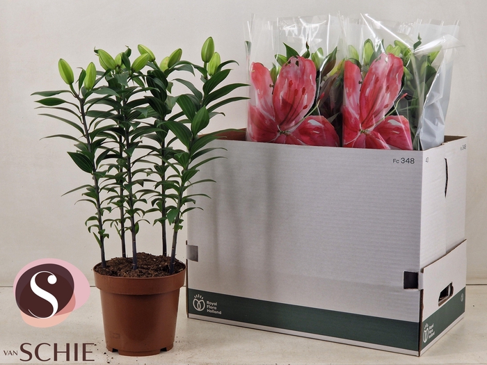 <h4>LIL OR DU RL ZETA</h4>