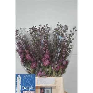 DELPH DU DELP PI POW