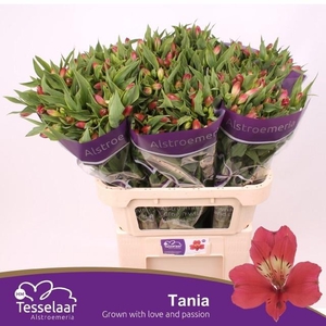 ALSTR TANIA