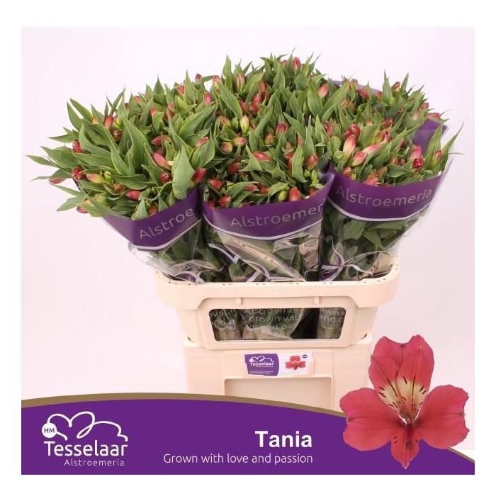 <h4>Alstr Tania</h4>