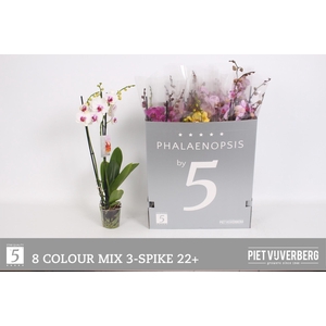 PHAL GEM 8 KL