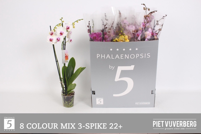 <h4>PHAL GEM 8 KL</h4>