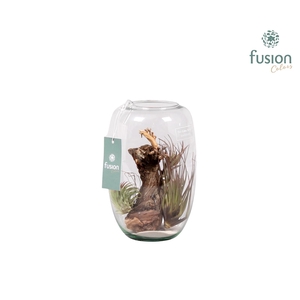 Green Bottle Isabella small met air tillandsia