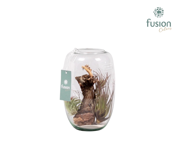 <h4>Green Bottle Isabella small met air tillandsia</h4>