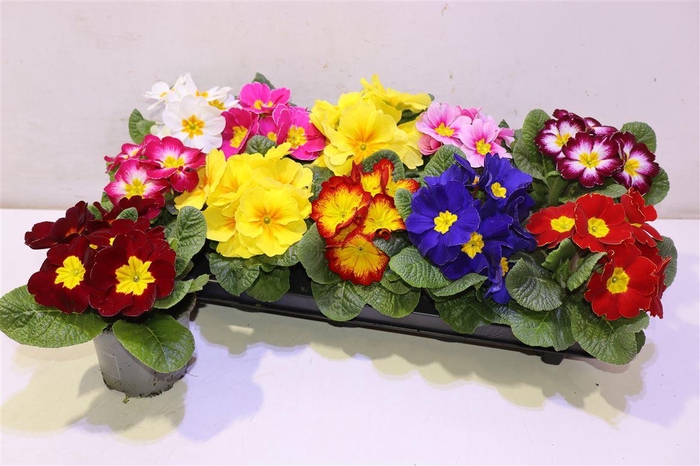 <h4>arr8 Prim Ac Gem</h4>