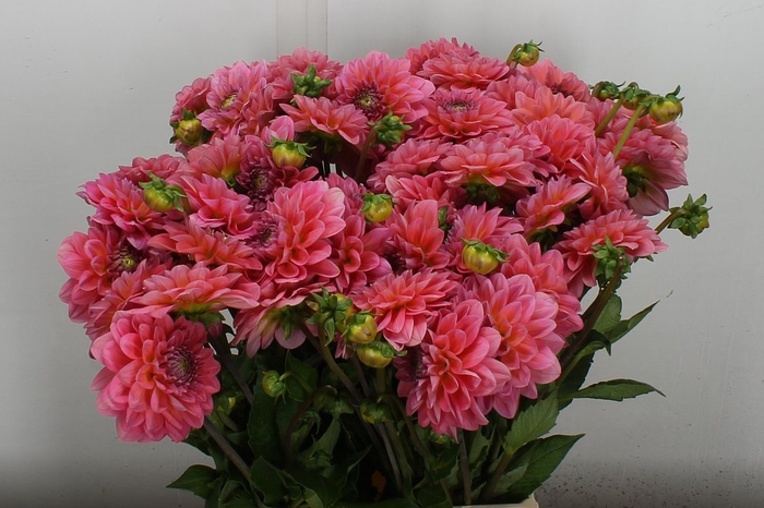 <h4>Dahl Dec Pink Runner</h4>