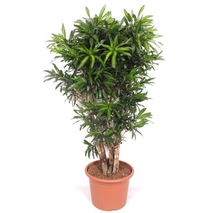 Dracaena Song of Jamaica