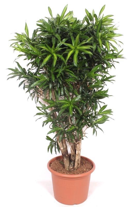 <h4>Dracaena Song of Jamaica</h4>