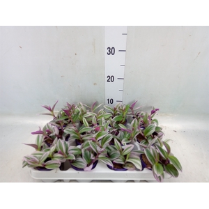 Tradescantia albif. 'Nanouk'