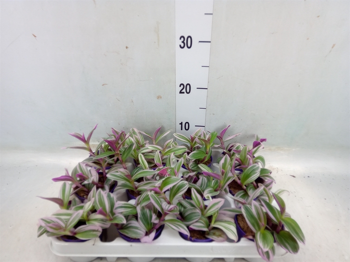 <h4>Tradescantia albif. 'Nanouk'</h4>