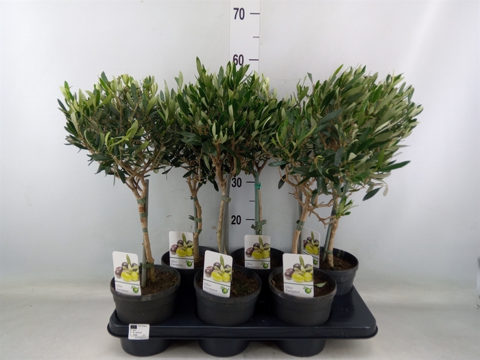 <h4>Olea europaea</h4>