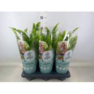 Nephrolepis exal. 'Green Lady'