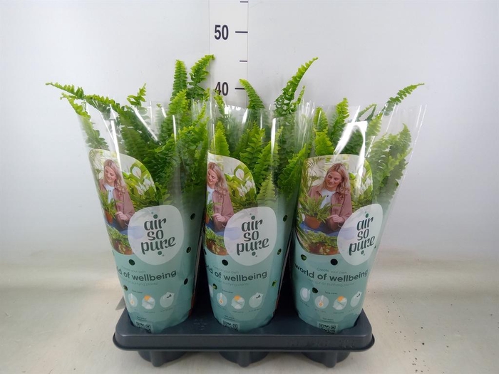 <h4>Nephrolepis exal. 'Green Lady'</h4>