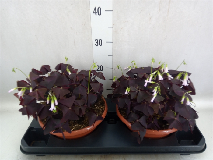 <h4>Oxalis trian. 'Mijke'</h4>