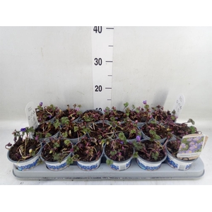 Anemone blanda 'Blue Shades'