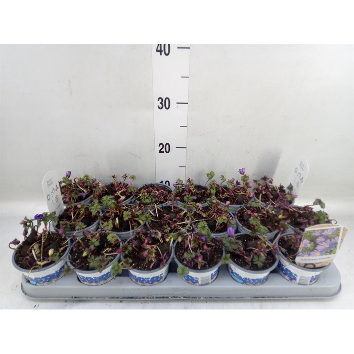 <h4>Anemone blanda 'Blue Shades'</h4>