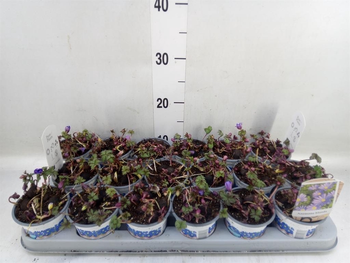 Anemone blanda 'Blue Shades'