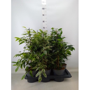 Ficus benja.   ...mix