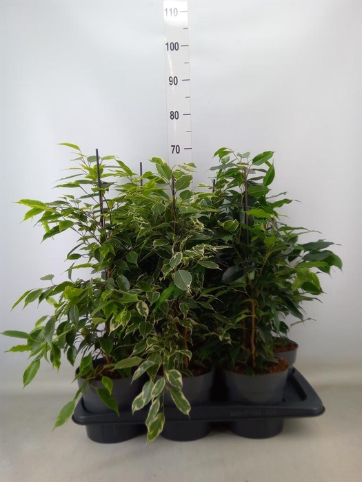 <h4>Ficus benja.   ...mix</h4>