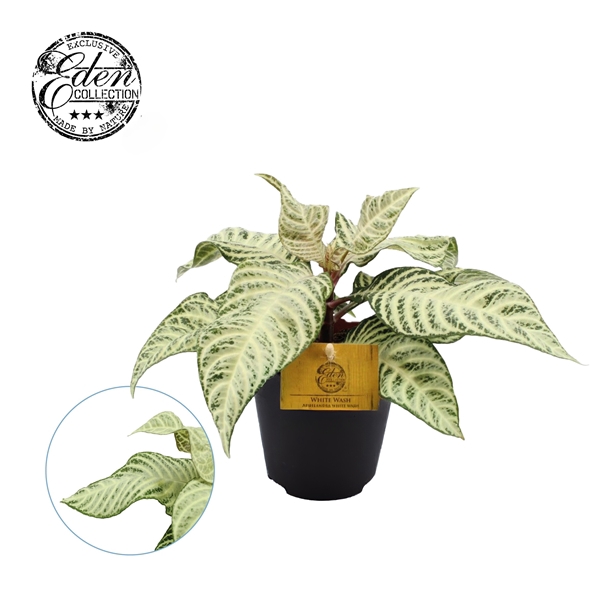 <h4>Aphelandra White Wash 12cm</h4>