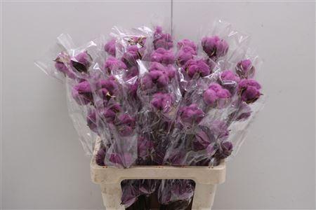 <h4>Katoen Purple</h4>