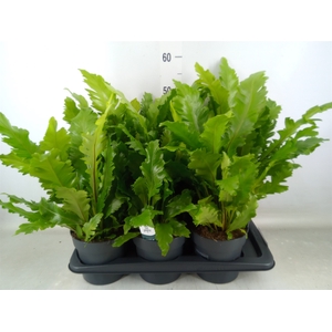 Asplenium   ...