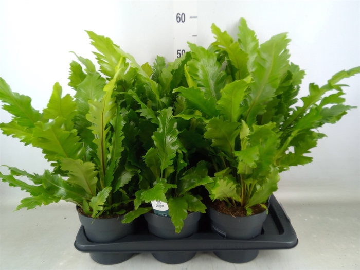 <h4>Asplenium   ...</h4>
