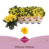 Kalanchoe Perfecta Yellow