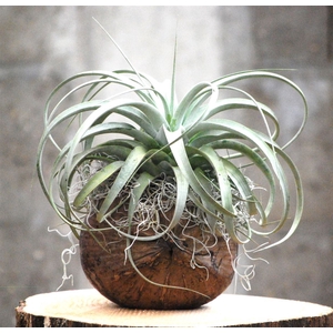 Arr.  Tillandsia H%