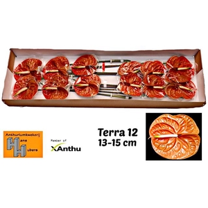 ANTH A TERRA