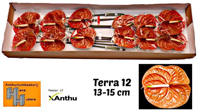 ANTH A TERRA