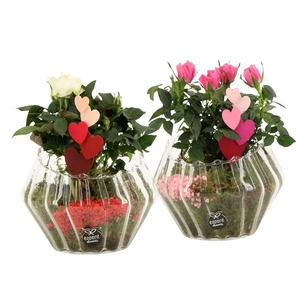 21797: Lovess arrangement