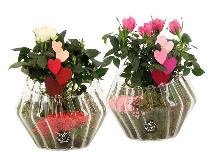 <h4>21797: Lovess arrangement</h4>