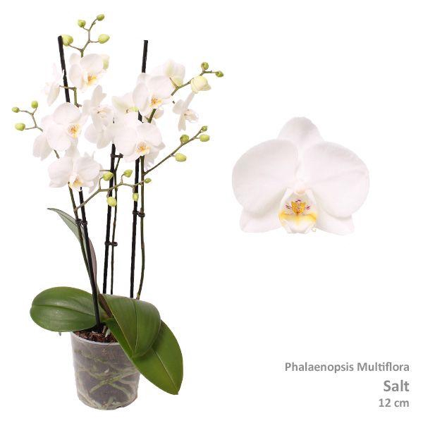 <h4>Phal. Multiflora "Lexi" 3-tak</h4>