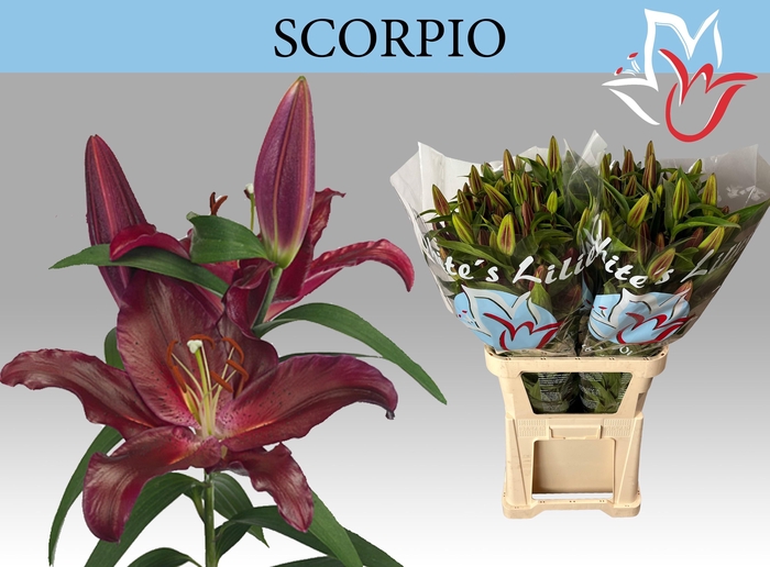 <h4>LI OR SCORPIO</h4>