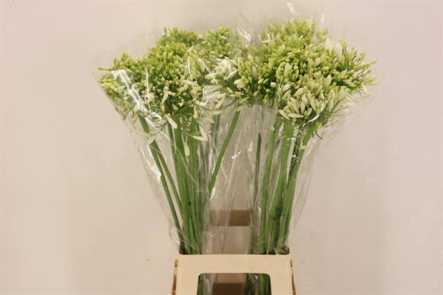 <h4>Agap White Heaven</h4>