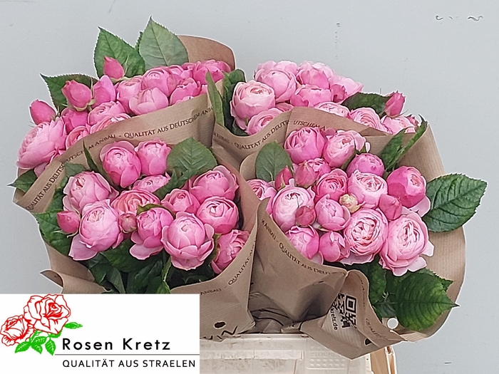 <h4>R TR SILVA PINK+</h4>