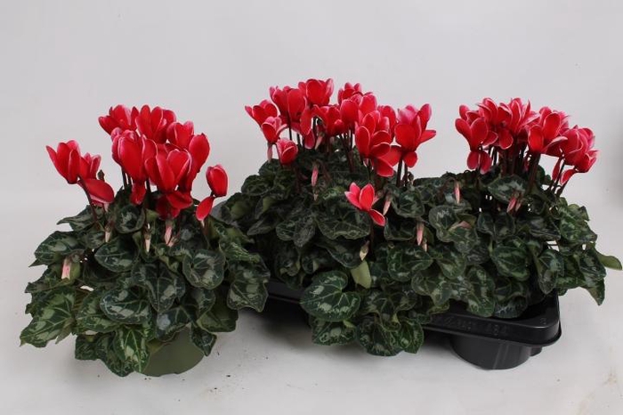 <h4>CYCL MD SUP MACRO</h4>