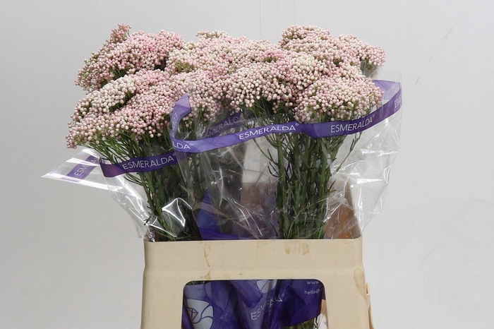 <h4>Ozothamnus  'Cooks Tall Pink'</h4>